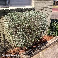 Leucophyllum frutescens (Texas Sage, Silver Leaf Sage)