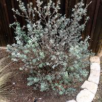 Leucophyllum frutescens (Texas Sage, Silver Leaf Sage)