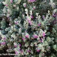 Leucophyllum frutescens (Texas Sage, Silver Leaf Sage)