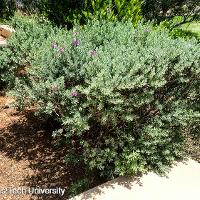 Leucophyllum frutescens (Texas Sage, Silver Leaf Sage)