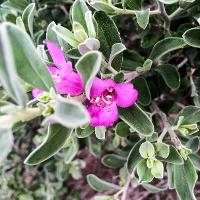 Leucophyllum frutescens (Texas Sage, Silver Leaf Sage)