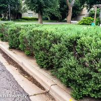 Leucophyllum frutescens (Texas Sage, Silver Leaf Sage)