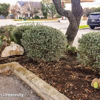 Leucophyllum frutescens (Texas Sage, Silver Leaf Sage)