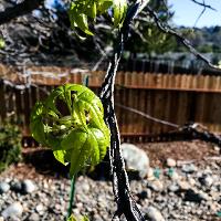 Liquidambar styraciflua (Sweetgum)