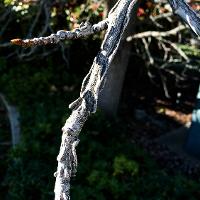 Liquidambar styraciflua (Sweetgum)