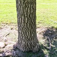 Liquidambar styraciflua (Sweetgum)