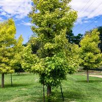 Liquidambar styraciflua (Sweetgum)