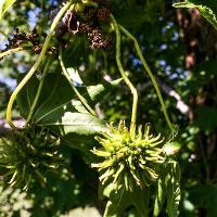 Liquidambar styraciflua (Sweetgum)