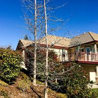 Liquidambar styraciflua (Sweetgum)