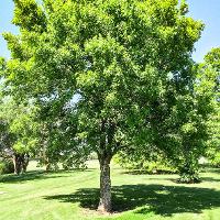 Liquidambar styraciflua (Sweetgum)