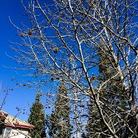 Liquidambar styraciflua (Sweetgum)