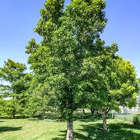 Liquidambar styraciflua (Sweetgum)