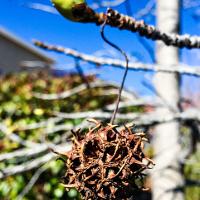 Liquidambar styraciflua (Sweetgum)