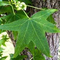 Liquidambar styraciflua (Sweetgum)