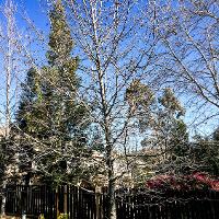 Liquidambar styraciflua (Sweetgum)