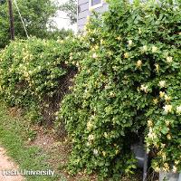 Lonicera japonica (Japanese Honeysuckle)