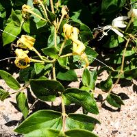 Lonicera japonica (Japanese Honeysuckle)