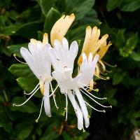 Lonicera japonica (Japanese Honeysuckle)