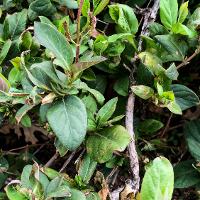 Lonicera japonica (Japanese Honeysuckle)