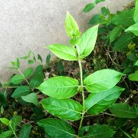 Lonicera japonica (Japanese Honeysuckle)