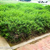 Lonicera japonica (Japanese Honeysuckle)