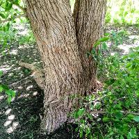 Maclura pomifera (Osage Orange, Hedge-Apple, Bois d’Arc)