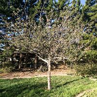 Malus spp. (Flowering Crabapple)