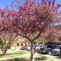 Malus spp. (Flowering Crabapple)