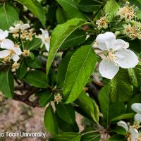 Malus spp. (Flowering Crabapple)