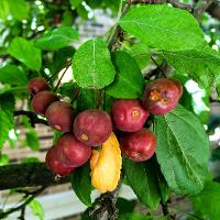 Malus spp. (Flowering Crabapple)