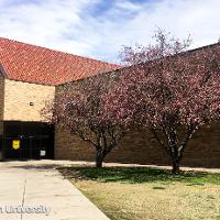Malus spp. (Flowering Crabapple)