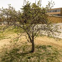 Malus spp. (Flowering Crabapple)