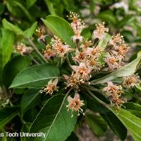 Malus spp. (Flowering Crabapple)