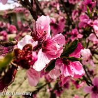 Malus spp. (Flowering Crabapple)
