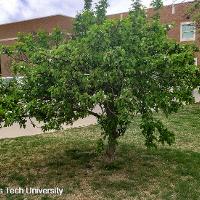 Malus spp. (Flowering Crabapple)