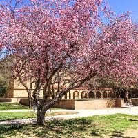 Malus spp. (Flowering Crabapple)