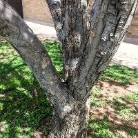 Malus spp. (Flowering Crabapple)