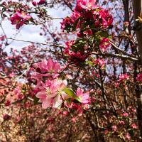 Malus spp. (Flowering Crabapple)