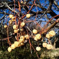 Melia azedarach (Chinaberry)