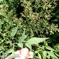 Nandina domestica (Heavenly Bamboo)