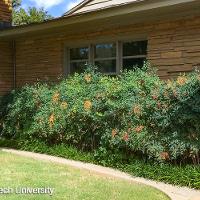 Nandina domestica (Heavenly Bamboo)