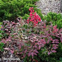 Nandina domestica (Heavenly Bamboo)