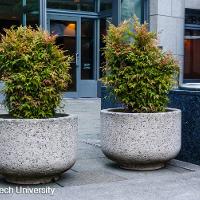 Nandina domestica (Heavenly Bamboo)