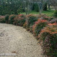 Nandina domestica (Heavenly Bamboo)