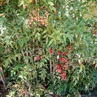 Nandina domestica (Heavenly Bamboo)