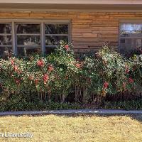 Nandina domestica (Heavenly Bamboo)