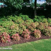 Nandina domestica (Heavenly Bamboo)