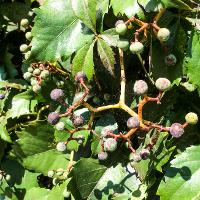 Parthenocissus quinquefolia (Virginia Creeper, Woodbine)