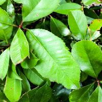 Photinia x fraseri (Fraser Photinia, Red Tip)