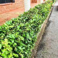 Photinia x fraseri (Fraser Photinia, Red Tip)